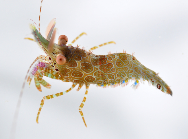 A beautifully patterned multi-colored shrimp