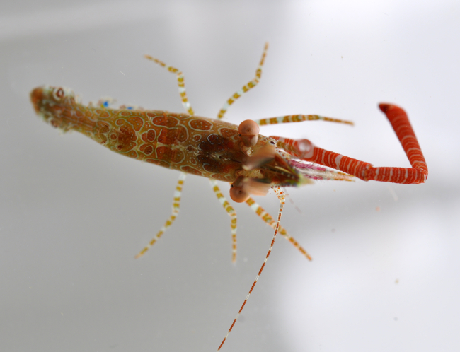 A beautifully patterned multi-colored shrimp with one large orange claw