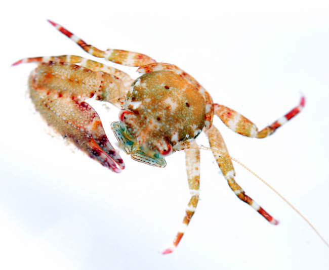 Squat lobster - family Galatheidae