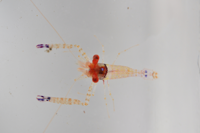 A shrimp of the family Palaemonidae