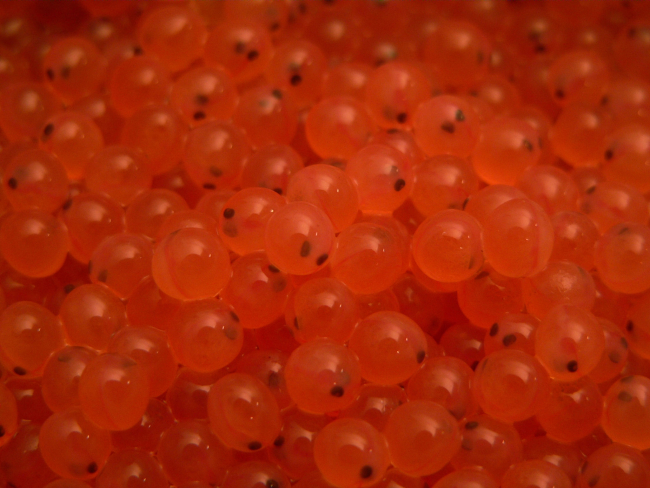 Endangered Redfish Lake sockeye salmon eggs