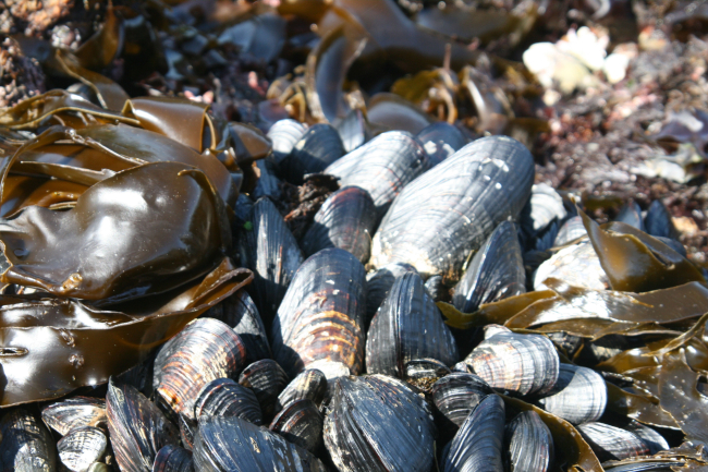 Intertidal species - mussels and kelp