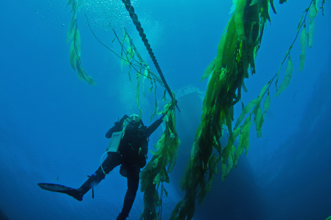 Diver ascending from abalone surveys