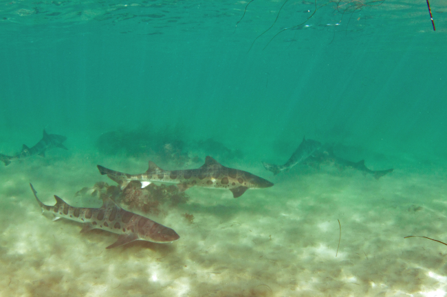 A school of leopard sharks off La Jolla swimming in nearshore sandy beachhabitat