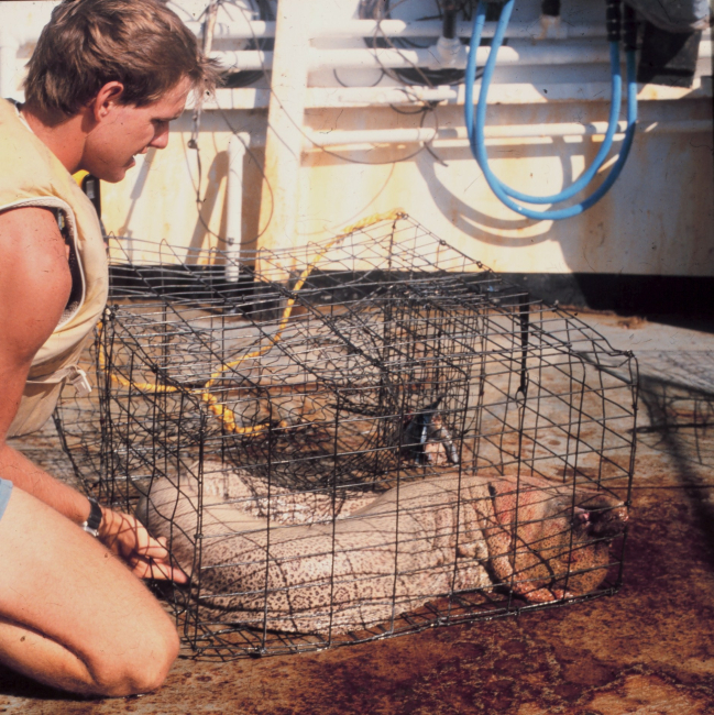A large moray eel is brought up in a fish trap during research studies on theNOAA Ship TOWNSEND CROMWELL