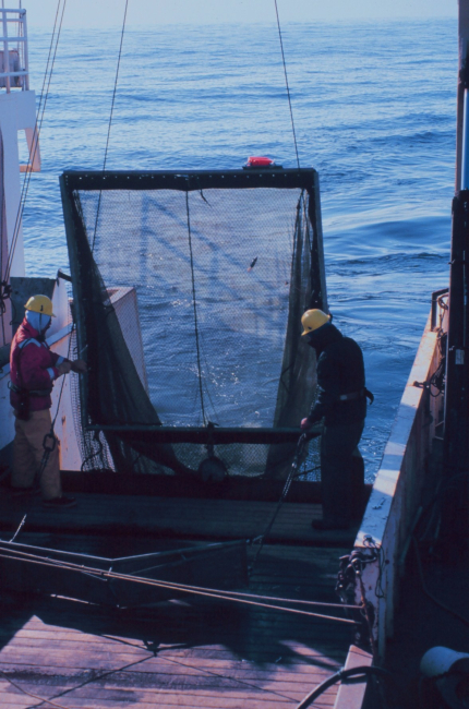 Recovering a large net that was used for capturing small pelagic fishand plankton