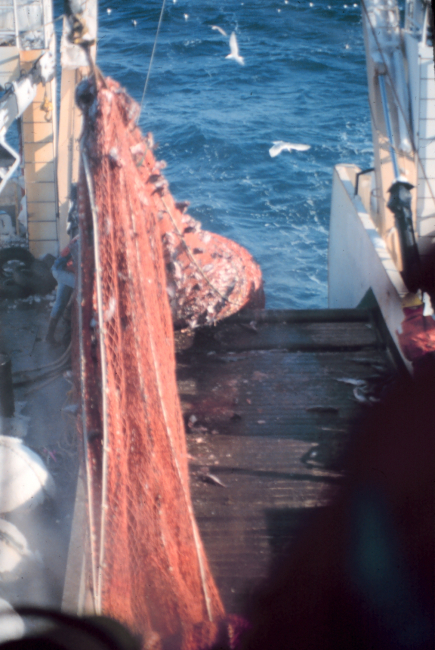 The cod end of the trawl coming aboard on the NOAA ShipMILLER FREEMAN during stock assessment surveys