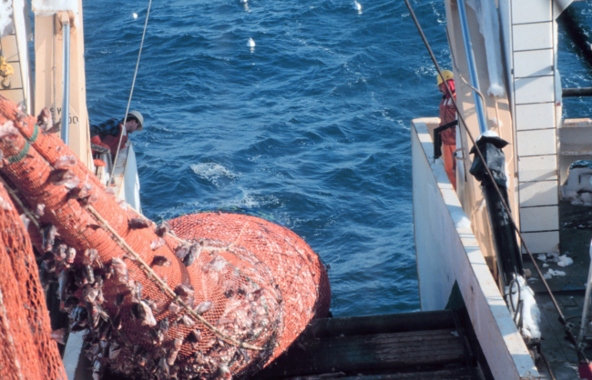 The cod end of the trawl coming aboard on the NOAA ShipMILLER FREEMAN during stock assessment surveys