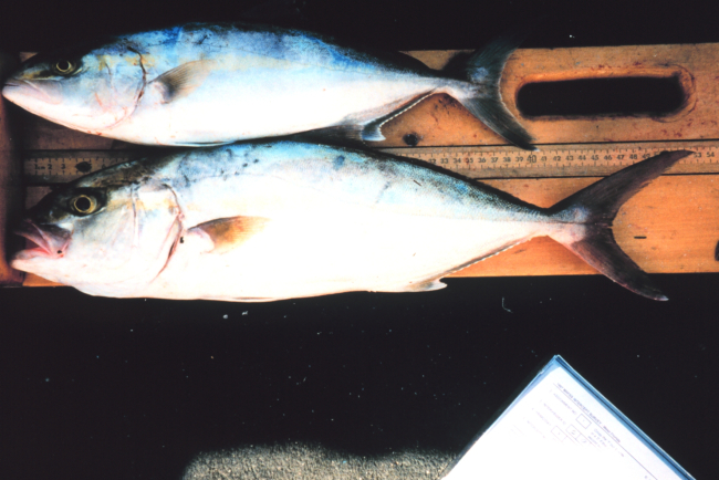 Measuring a pair of banded rudderfish during NMFS Marine RecreationalFishery Statistics Survey