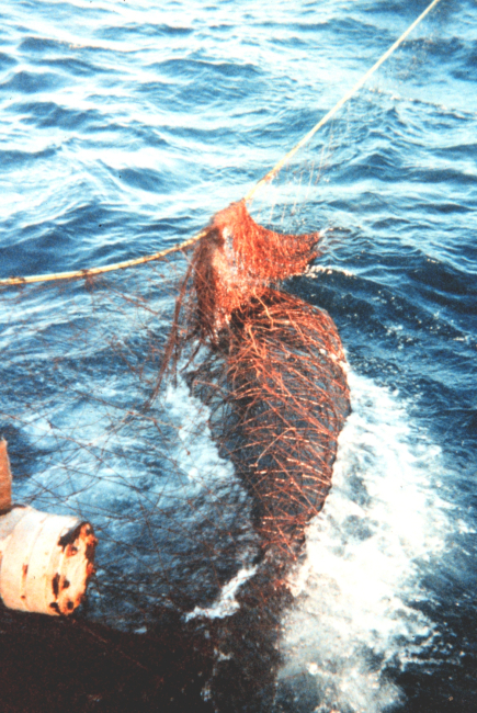Marine mammal victim of entanglement