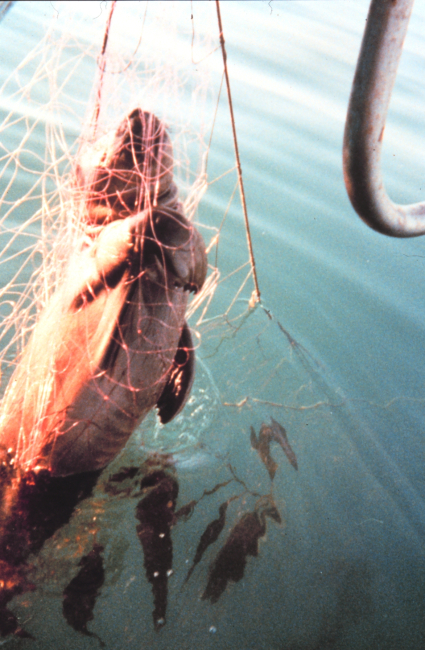 Sea turtle killed by entanglement in fishing net