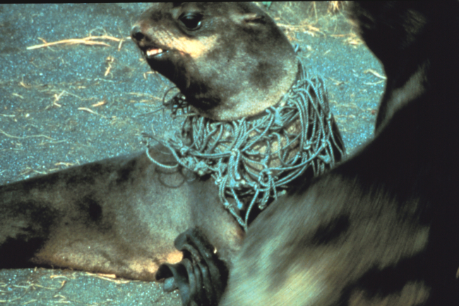 Entangled fur seal