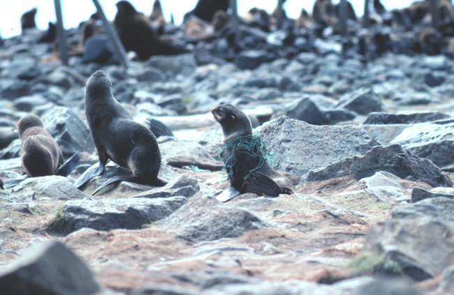 Entangled fur seal