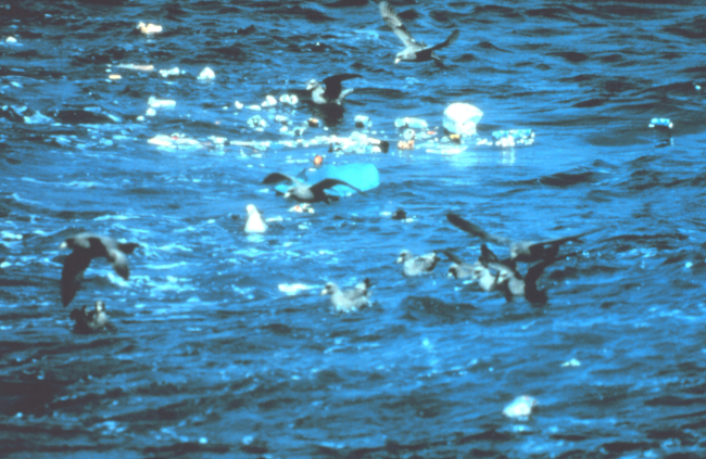 Seabirds eating garbage tossed overboard from vessel