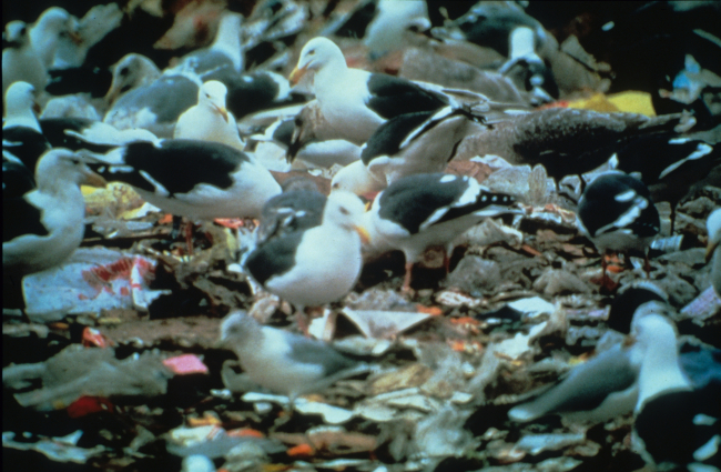 Seagulls picking their way through a garbage dump on land