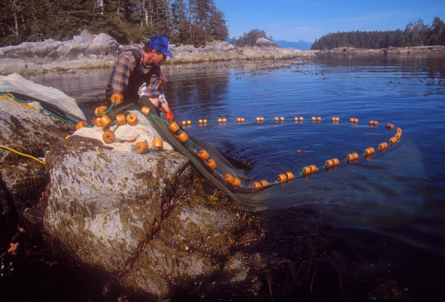 Cliff seining - finishing up the retrieval of a cliff seine near Sitka