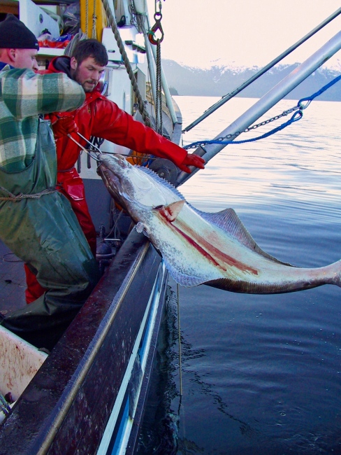 Pulling in a halibut during a demersal longline surveyto work with acoustic trawl survey in Southeast Alaska