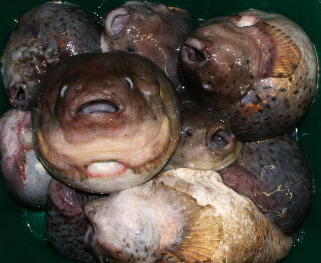 Smooth lumpsuckers caught during trawling operations