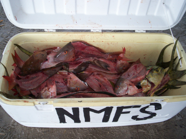 Snapper samples after filleting for tissue samples obtained fromsport fishermen