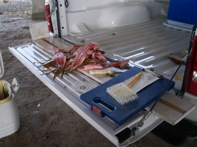 Tailgate sampling for tissue samples obtained from sport fishermen