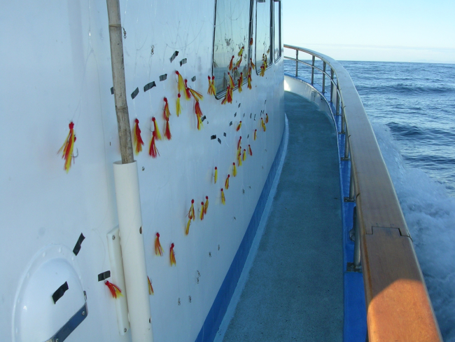Sampling gangions affixed to the starboard side of the F/V AGGRESSOR