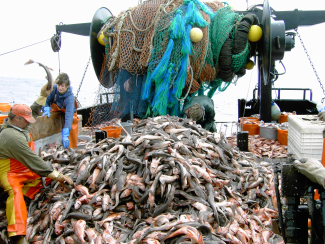 A mountain of dogfish caught during a trawl survey