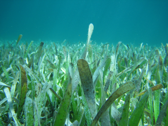 Lush seagrass beds off Xcalak, Mexico