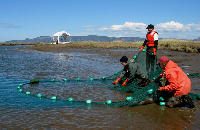 Seining for juvenile salmon for mark-recapture study atRussian Island
