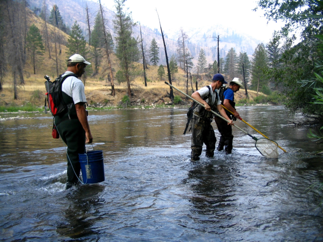 Electro-shocking for juvenile wild salmon (parr) to PIT-tag for mark recapturestudy in Salmon River drainage in Idaho wilderness
