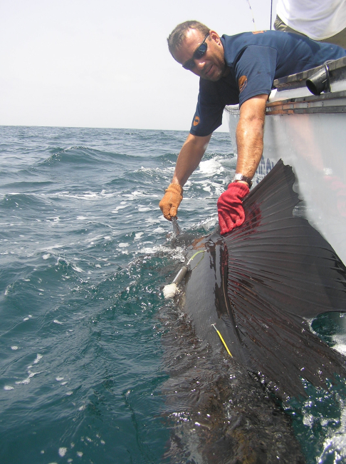 Tagging and placing tracking device on large billfish