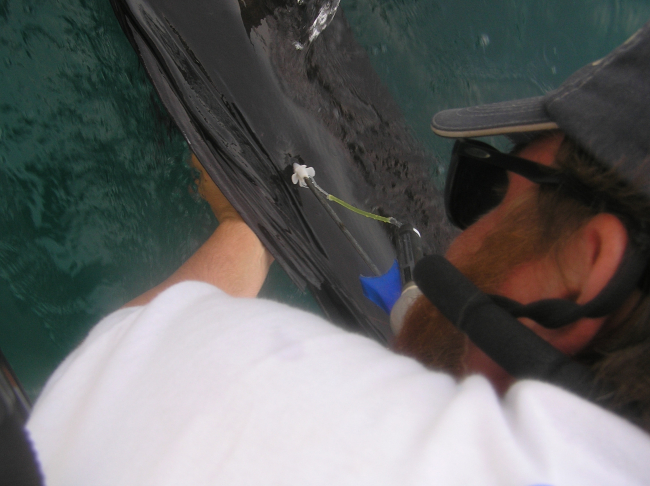 Tagging, taking tissue sample,  and placing tracking device on large billfish
