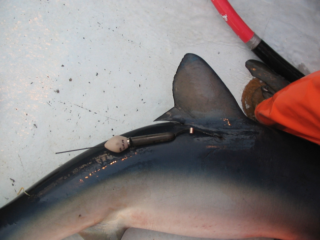 Satellite tracking device placed on swordfish prior to return to ocean
