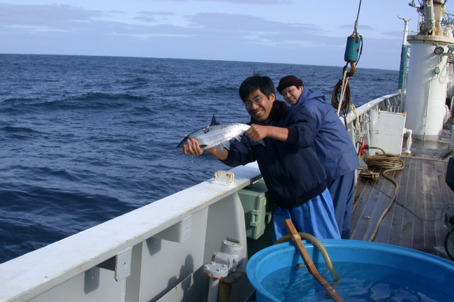 Tagging immature salmon on board the Japanese vessel KAIYO MARU