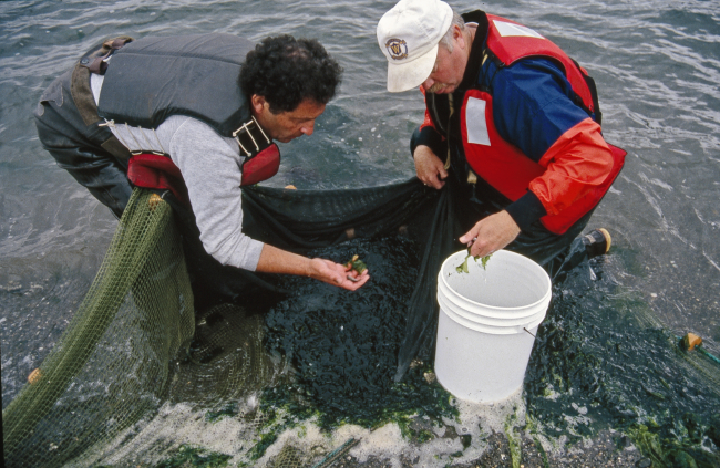 NWFSC scientists Dave Misitano and John Ferguson are sorting the catchfrom a beach seine in a reference area for a study examining contaminantexposure and health of juvenile salmon in Puget Sound