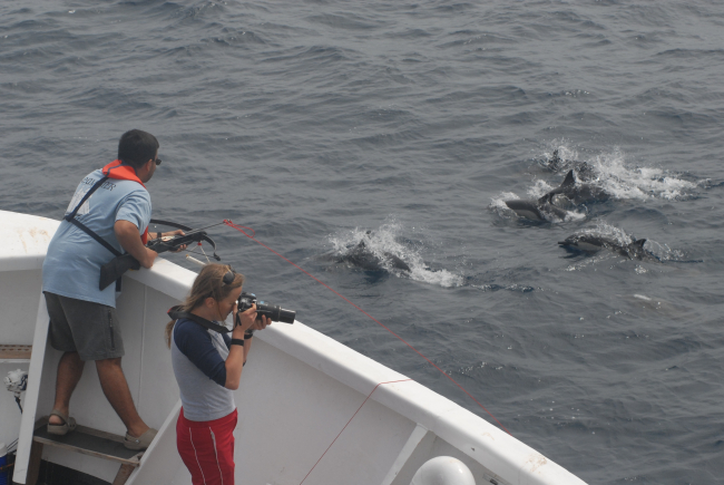 Fisheries scientist obtaining tissue samples from dolphins swimming in the bowwave of the NOAA Ship DAVID STARR JORDAN