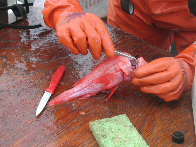 NOAA Fisheries volunteer Heather Mann extracts otolith bones fromthe head of a longspine thornyhead (Sebastolobus altivelis) during the2000 West Coast bottom trawl slope survey aboard the chartered fishingvessel Coast Pride