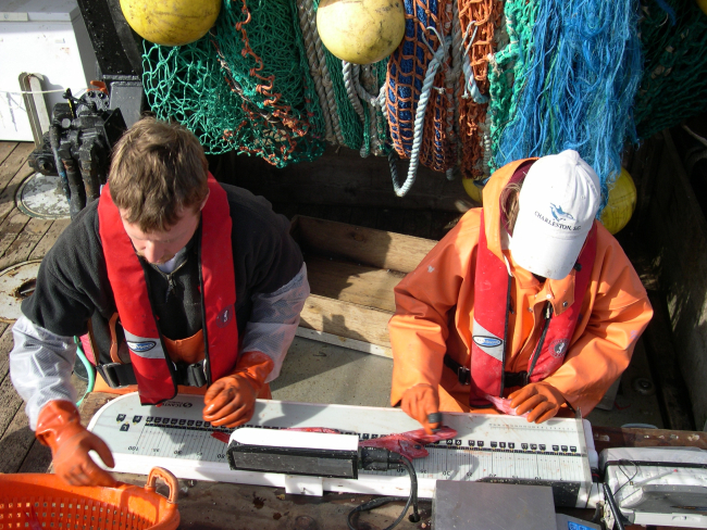 NOAA Fisheries employees John Harms (left) and Stacey Miller measure a sub-sample of longspine thorneyhead (Sebastolobus altivelis) during the2003 west coast groundfish trawl survey aboard the F/V Excalibur