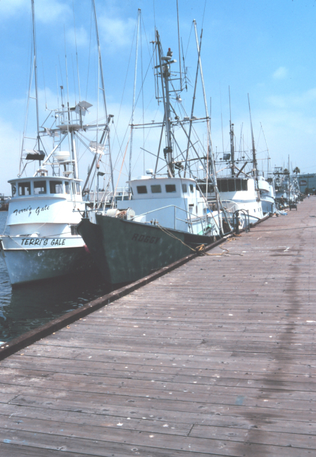 Various fishing vessels at Terminal Island next to the Heinz Plant