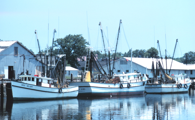 Shrimp boats at Fernandina Beach