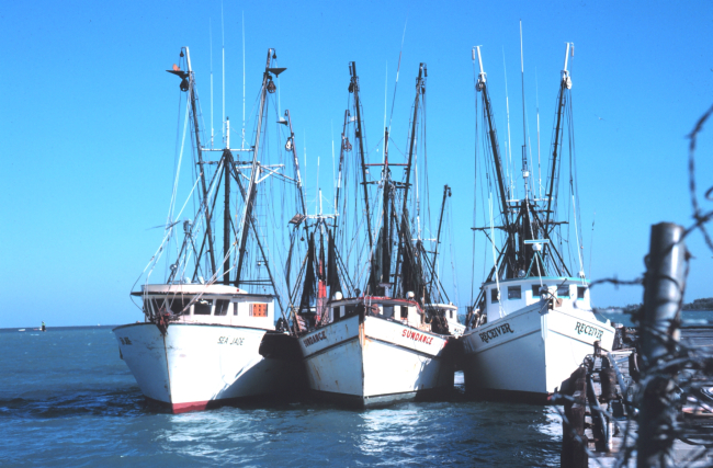 Three shrimp boats at the Municipal Pier