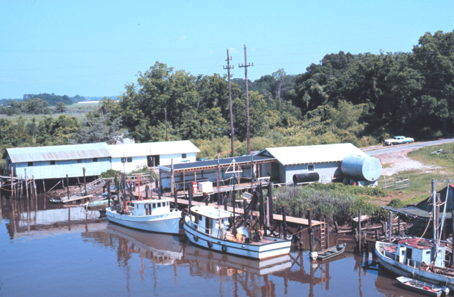 Shrimp boats at Darien along the Altamaha River