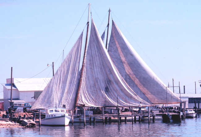 Chesapeake Bay skipjacks drying sails while inport
