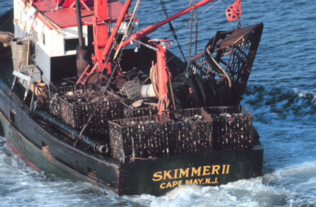 The clam dredger SKIMMER II