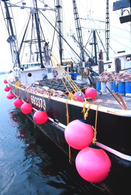 F/V MONITOR with a load of skates for lobster bait