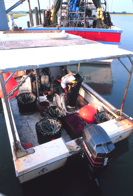 A shark fishing boat at Crosby's Fish & Shrimp Company pier