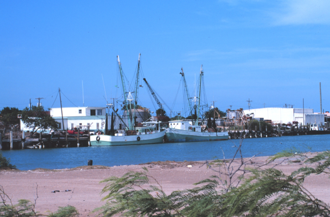Some of the shrimp trawlers that operate out of Port Isabel