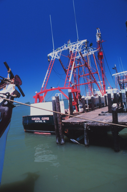 Billy Wells' scallop dredgers tied up at the Seaford Scallop Company pier