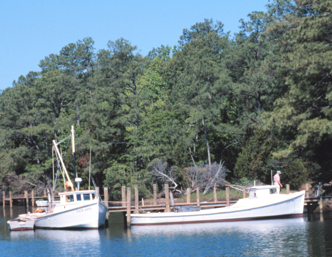 Chesapeake dead rise pound net boats tied up along the bgank of a creek