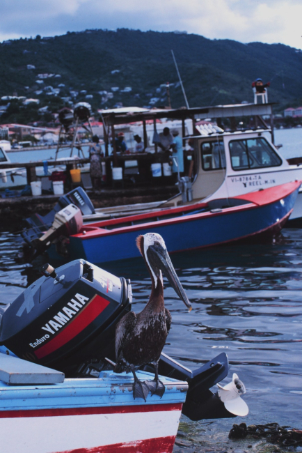 A master fisherman taking a break on the gear of human counterpart