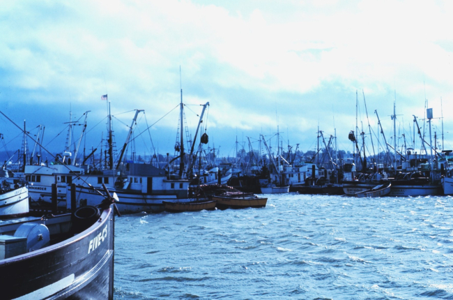 The fishing fleet at Blaine